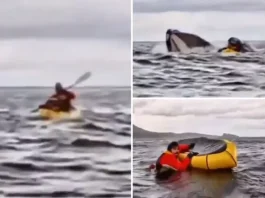 Viral Video: Father was making a video, a whale swallowed his son in the middle of the sea... What happened next, you will call it a miracle